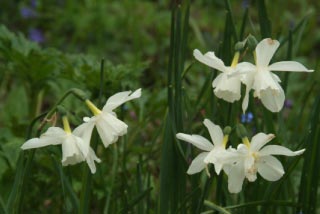 Narcissus 'Thalia' bestellen